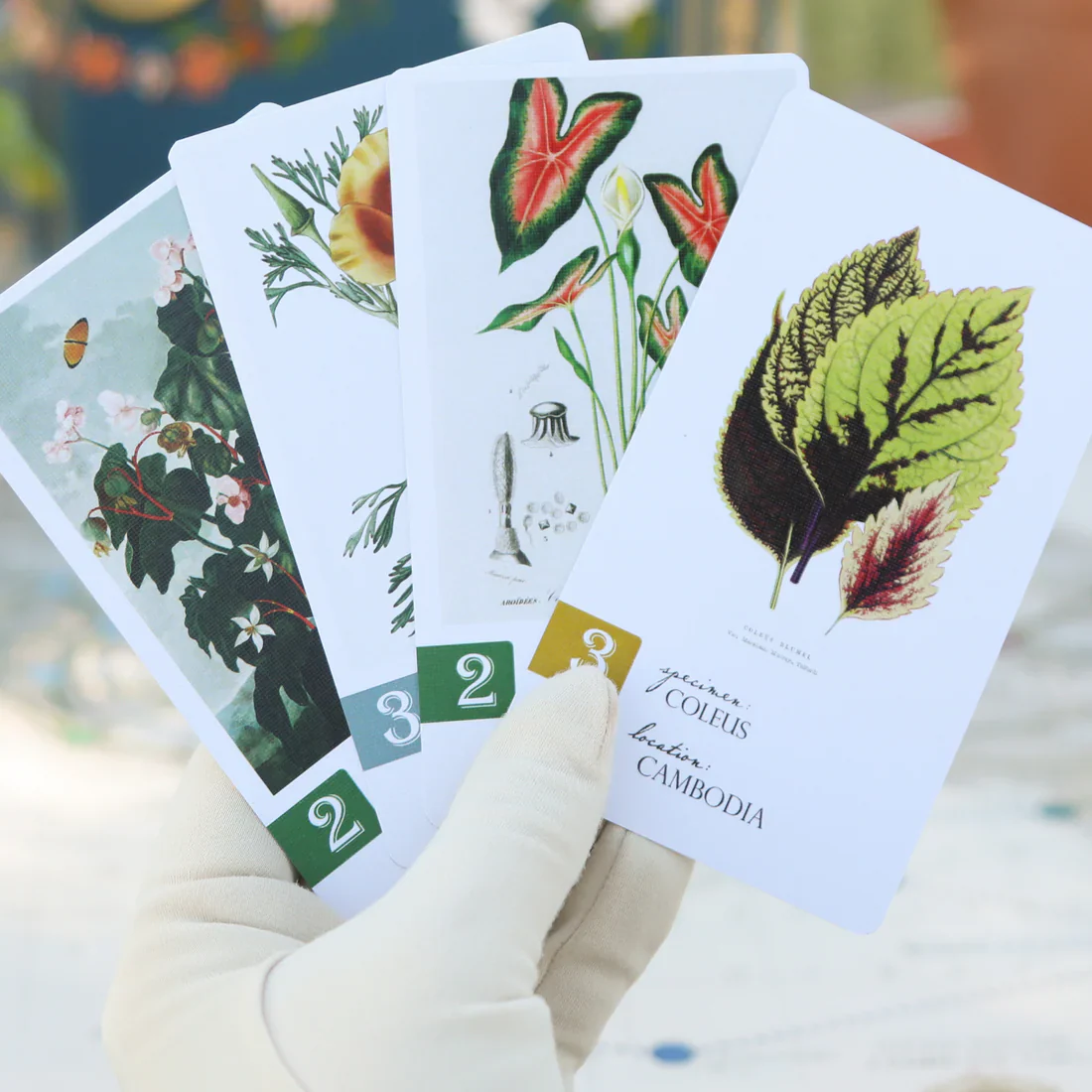 Botany - Image 4